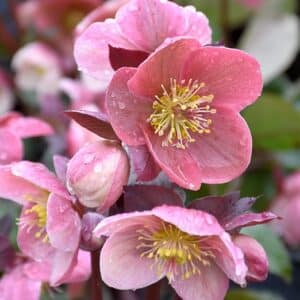 'Pink Frost' Lenten Rose