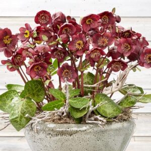 'Vibey Velvet' Lenten Rose