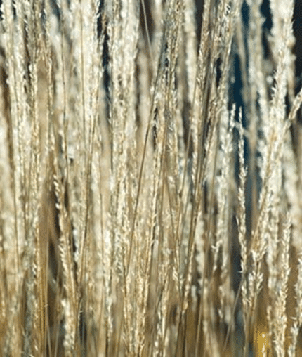 Feather Reed Grass