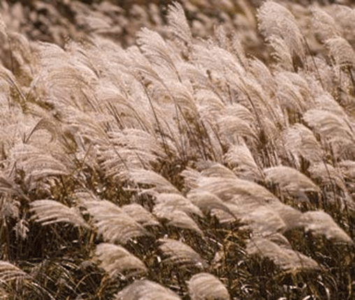 Maiden Grass