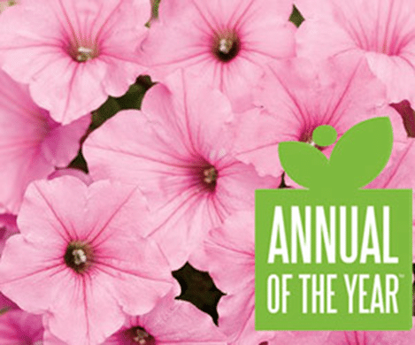 Petunia varieties