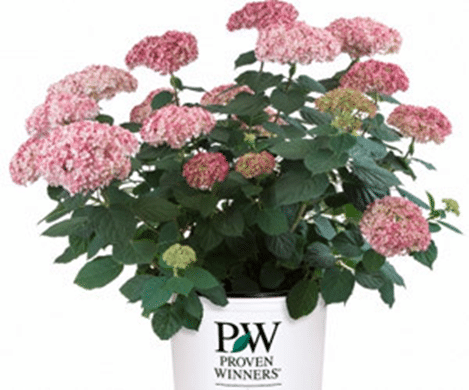 Hydrangea varieties