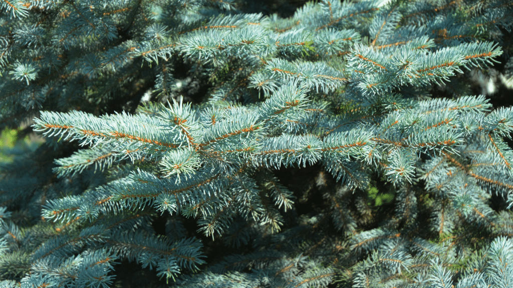 Living Holiday Tree – Potted Evergreens - Lurvey Landscape Supply