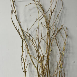 Painted Birch 36-48", Gold 4pc