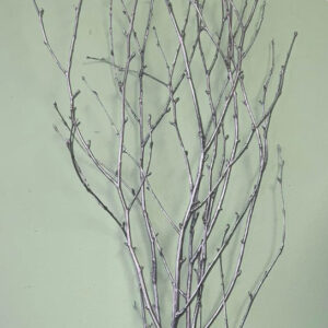 Painted Birch 36-48", Slv 4pc