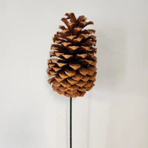 Jeffrey Pinecone, Natural