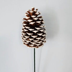 Jeffrey Pinecone, Tipped White