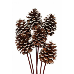 Pinecone, Wht Tip 5pc