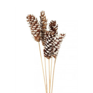 Pine Cone Strobus,WhiteTip 6pc