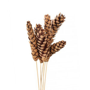 Pine Cone Strobus, Natural 6pc