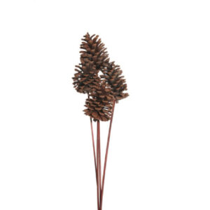 Md Pinecone, Natural 10pc