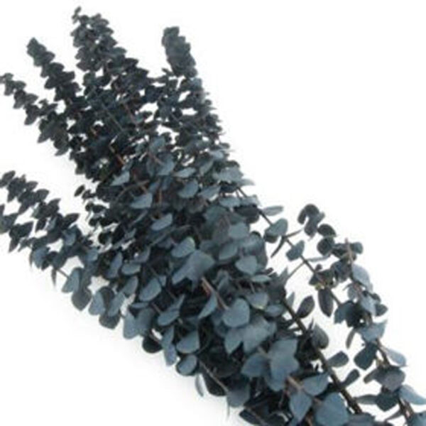 Eucalyptus Preserved Blue