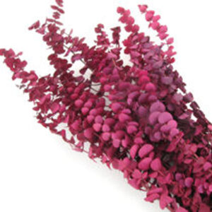 Eucalyptus Preserved Merlot