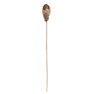 Mahogany Pods, 10pc